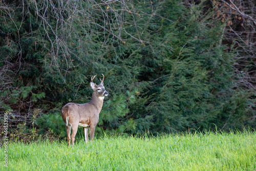 White-tailed deer buck (odocoileus virginianus) standing in a Wisconsin field next to pine trees