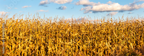 Wisconsin cornfield and a blue sky with clouds in Autumn