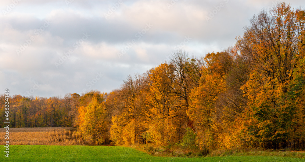 Wisconsin farmland with hay, a cornfield and a colorful forest in autumn
