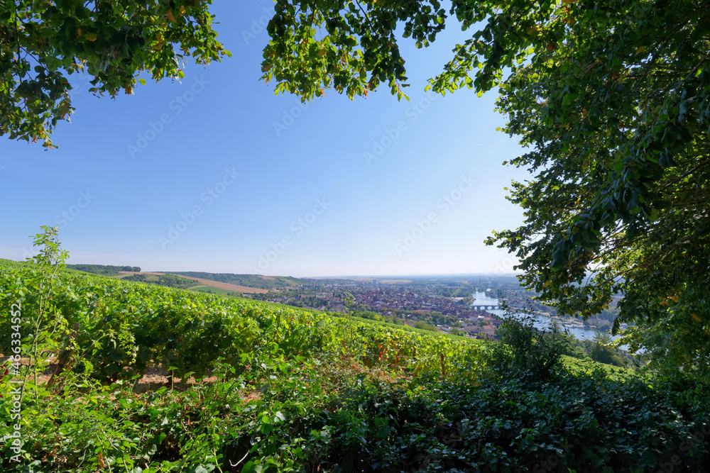 Vineyards in the hill of Joigny village