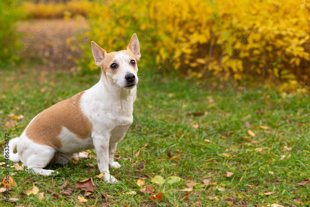 Jack Russell terrier. A small dog in the garden in autumn