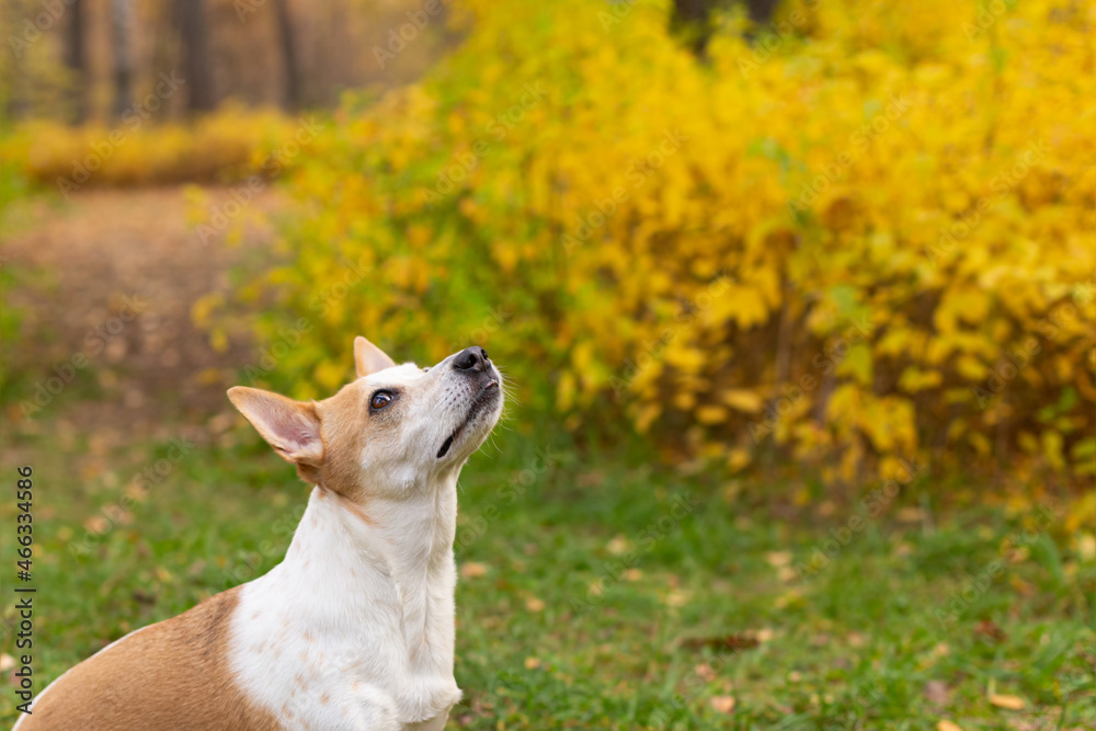Jack Russell terrier. Beautiful little dog in autumn in nature Jack Russell terrier. Beautiful little dog in autumn in nature