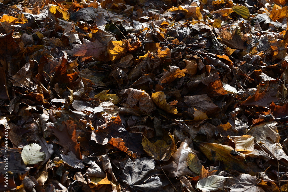 Background, texture of autumn leaves. Yellow leaves that have fallen from the trees lie on the ground. Maple leaves.