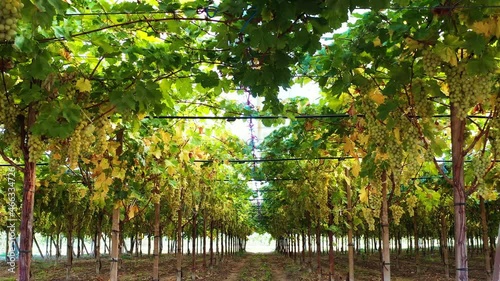 Vineyard of white table grapes 11