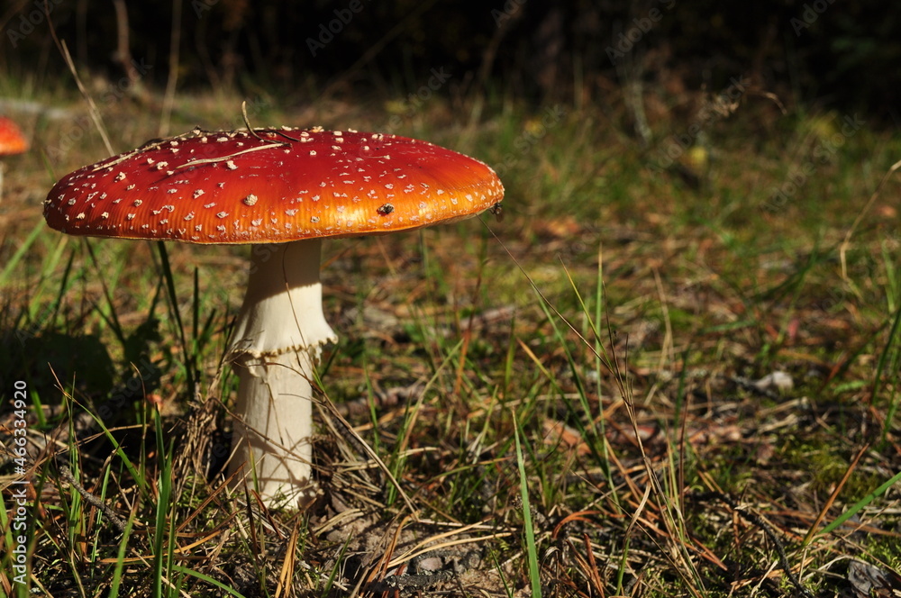 Large mushroom mushroom. Mushroom on a background of green grass. Autumn in the forest. Large mushroom mushroom. Mushroom on a background of green grass. Autumn in the forest.