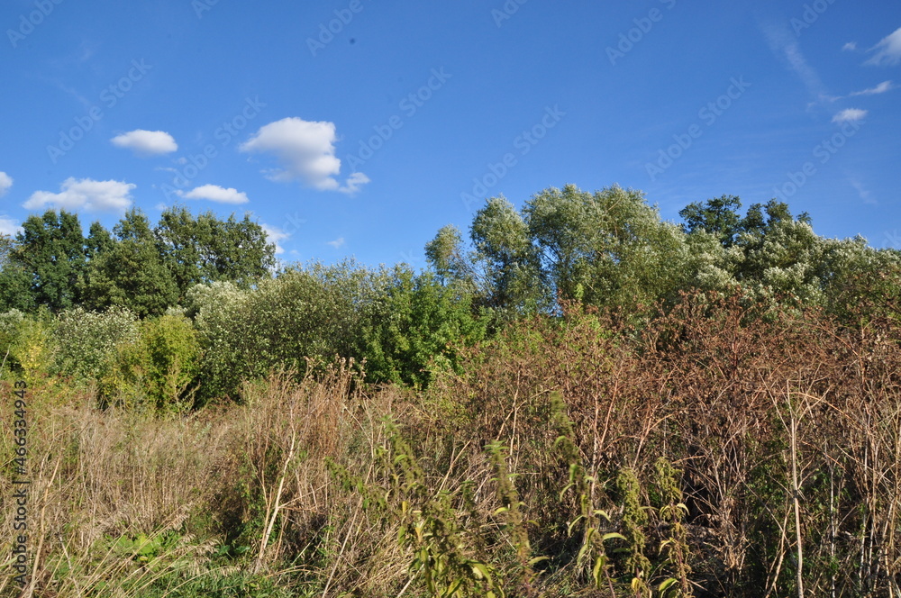 Autumn panorama. Dried bushes against the backdrop of green trees and blue sky. Autumn panorama. Dried bushes against the backdrop of green trees and blue sky.