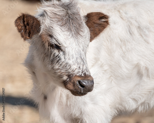 The portrait of a white and brown calf, yearling