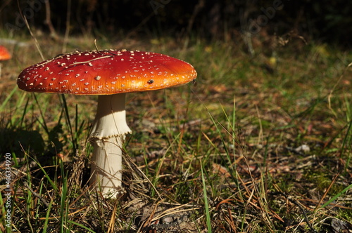 Large mushroom mushroom. Mushroom on a background of green grass. Autumn in the forest.