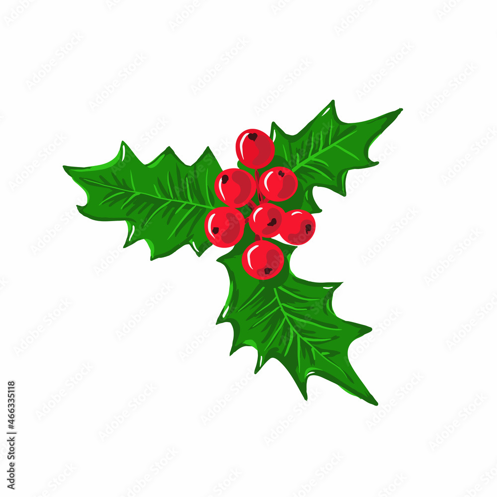 Holly branch for Christmas on a white background Holly branch for Christmas on a white background
