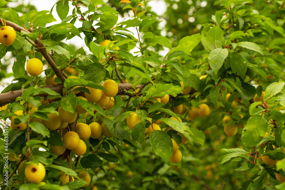yellow plums on twigs with green leaves