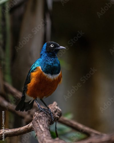 Blue and Yellow Bird on Branch