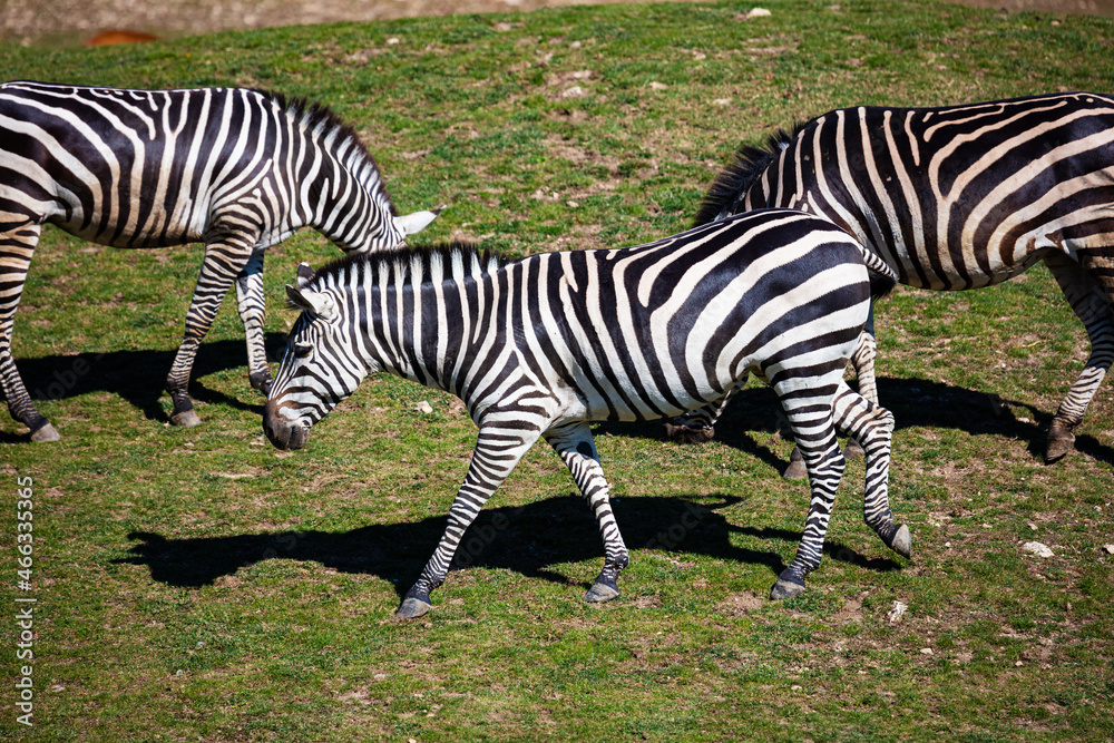 Grant's zebra. Mammal and mammals. Land world and fauna. Wildlife and zoology. Grant's zebra. Mammal and mammals. Land world and fauna. Wildlife and zoology.