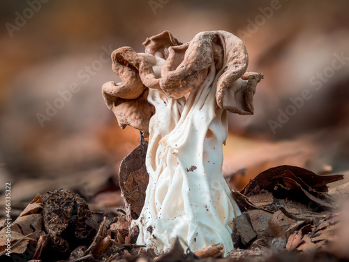 Detailreiche Nahaufnahme einer Herbst-Lorchel (Helvella crispa) die zwischen Laubblättern im Naturwald wächst. photo