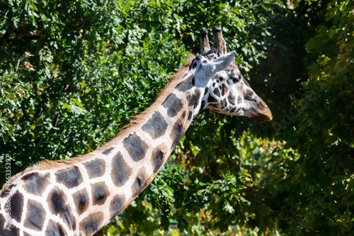 Rothschild’s giraffe. Mammal and mammals. Land world and fauna. Wildlife and zoology. photo