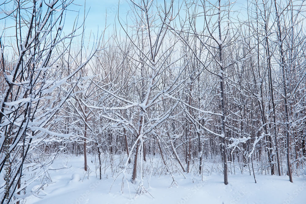 Winter forest landscape. Tall trees under snow cover. January frosty day in the park. Winter forest landscape. Tall trees under snow cover. January frosty day in the park.