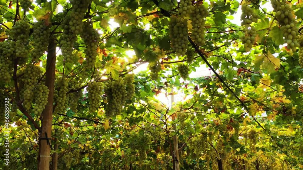 Vineyard of white table grapes 5 Vineyard of white table grapes 5