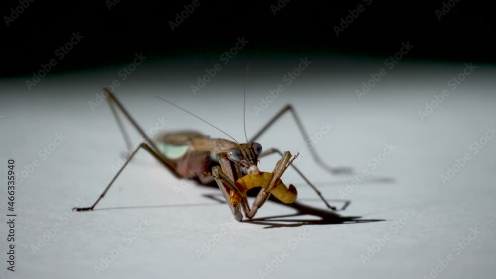 Praying Mantis feeding on a meal worm, Whit to black background. Praying Mantis feeding on a meal worm, Whit to black background.