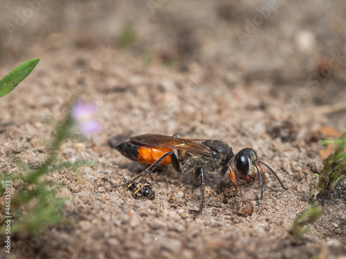 Seitliche Nahaufnahme einer Grabwespe (Sandwespe) auf Sandboden sitzend in ihrer natürlichen Umgebung. photo