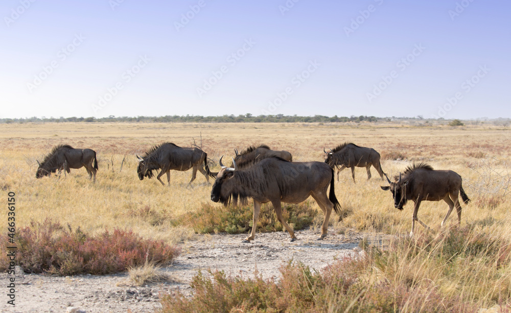 A large group of Wildebeest walking away A large group of Wildebeest walking away