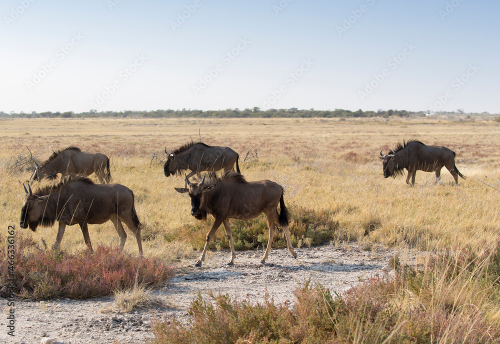 A large group of Wildebeest walking away A large group of Wildebeest walking away