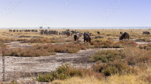 A large group of Wildebeest walking away