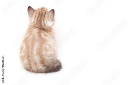 Kitten back view isolated on white background. The back of the kitten. Two month old kitten. Scottish purebred cat.  photo
