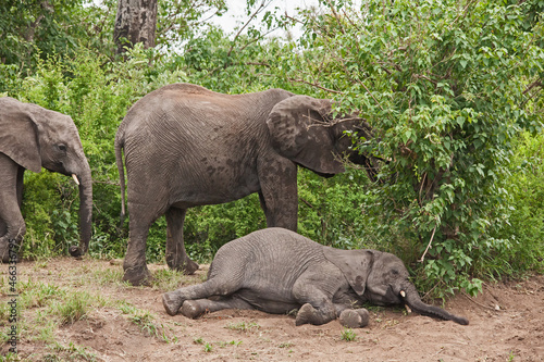 African Elephant Loxodonta africana resting 13718 © Kobus