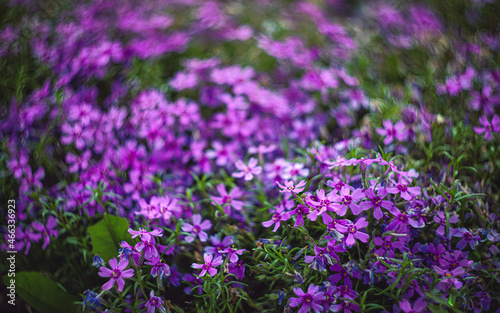 field of flowers