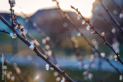 branches of a tree