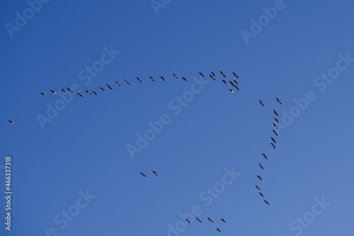 Hoch am Himmel befinden sich Zugvögel in einer Flugformation