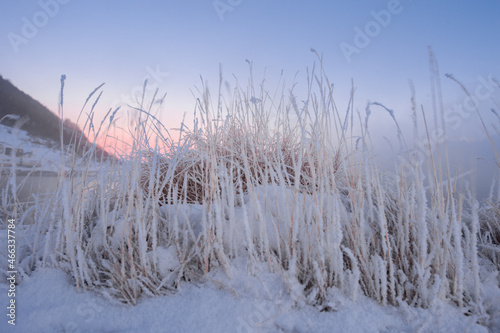 dry grass lying in norway photo