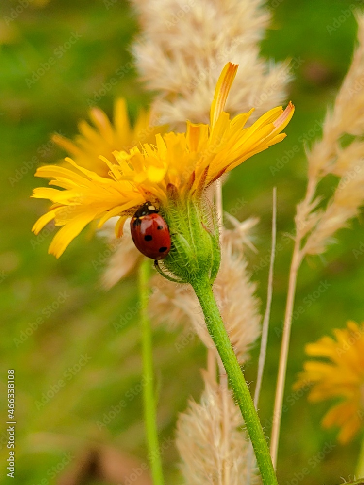 Fototapeta premium ladybird on a yellow flower