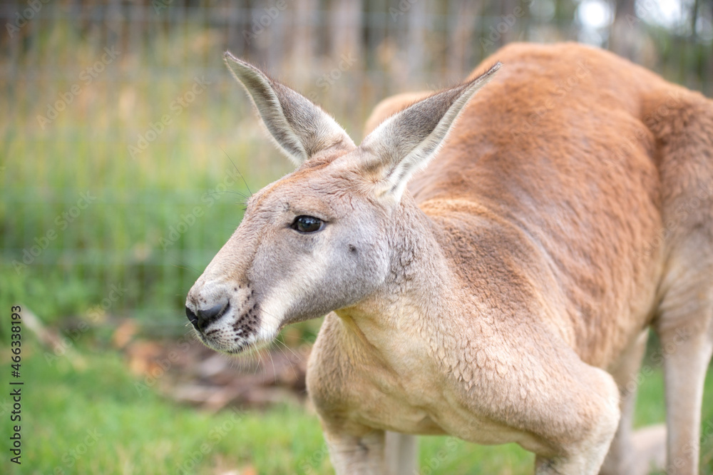 kangaroo in freedom in australia