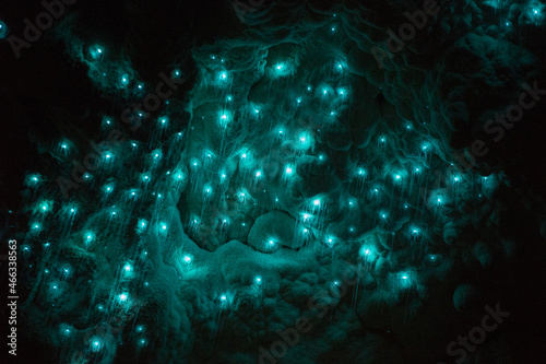 glowworms in waitomo