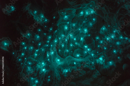glowworms in waitomo