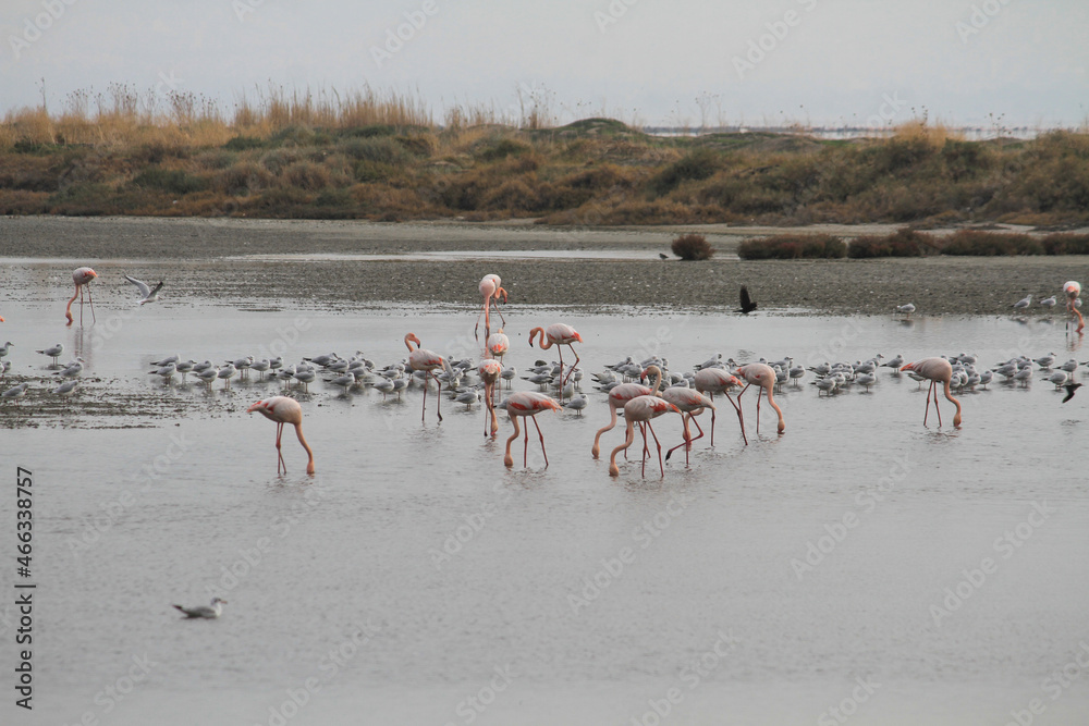Fototapeta premium flamingos in the water