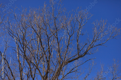 Old tree without leaves. Branches of large tree in winter against clear blue sky without clouds. 