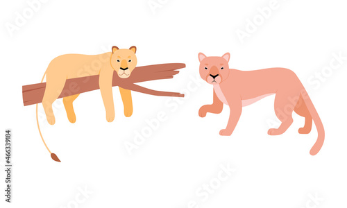 Felid or Wild Cat as Carnivore Animal with Lion Vector Set