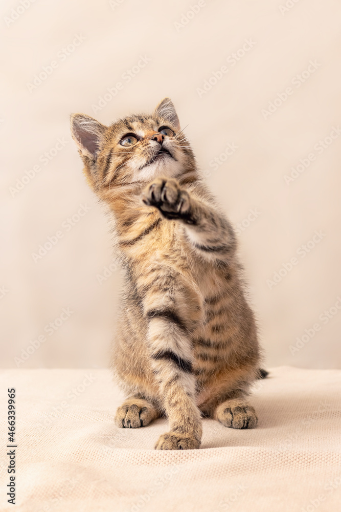 Fototapeta premium Small playful kitten with raised paw on a light background