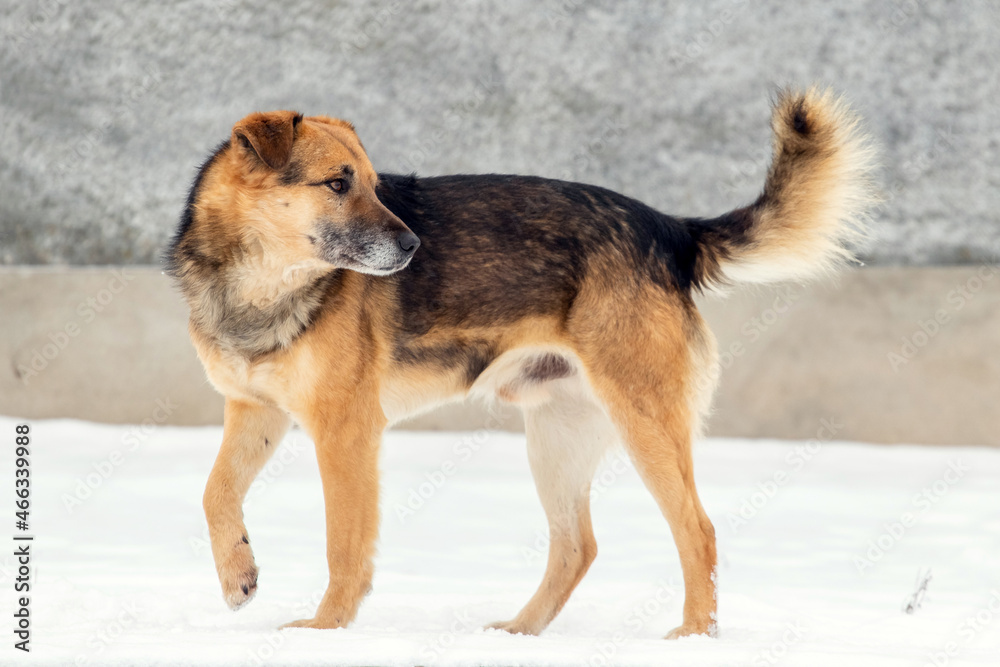 Brown dog in the winter оn the snow looking back Brown dog in the winter оn the snow looking back