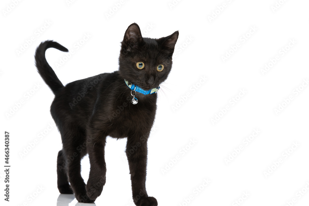 curious black kitty with blue collar looking to side and walking