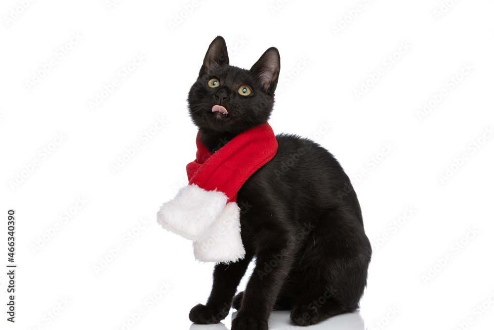 hungry little metis cat wearing christmas scarf and sticking out tongue