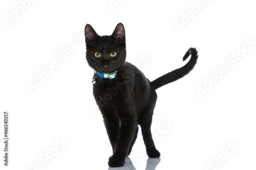 beautiful black cat with collar walking isolated in studio