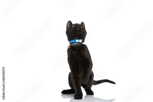 cute little black cat with blue collar looking up and standing on back legs © Viorel Sima