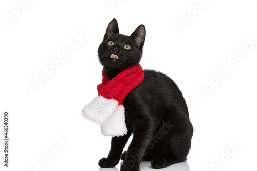 hungry little metis cat wearing christmas scarf and sticking out tongue © Viorel Sima