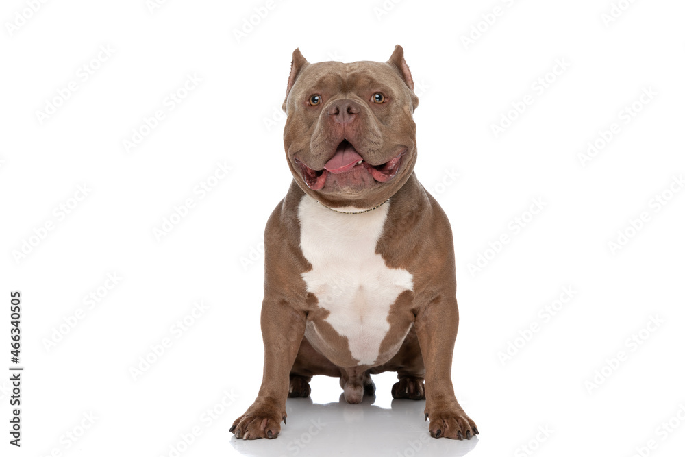 sweet american bully puppy sticking out tongue and panting sweet american bully puppy sticking out tongue and panting