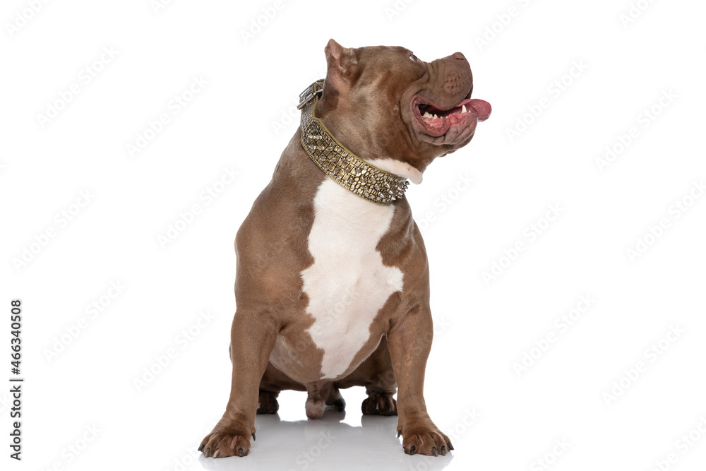 eager brown american bully dog with golden collar panting and looking up side
