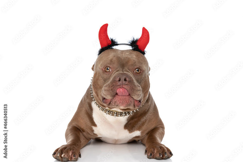 adorable american bully wearing devil horns headband and sticking out tongue