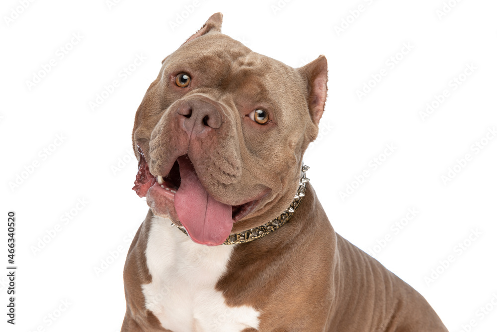 happy american bully dog sticking out tongue and panting happy american bully dog sticking out tongue and panting