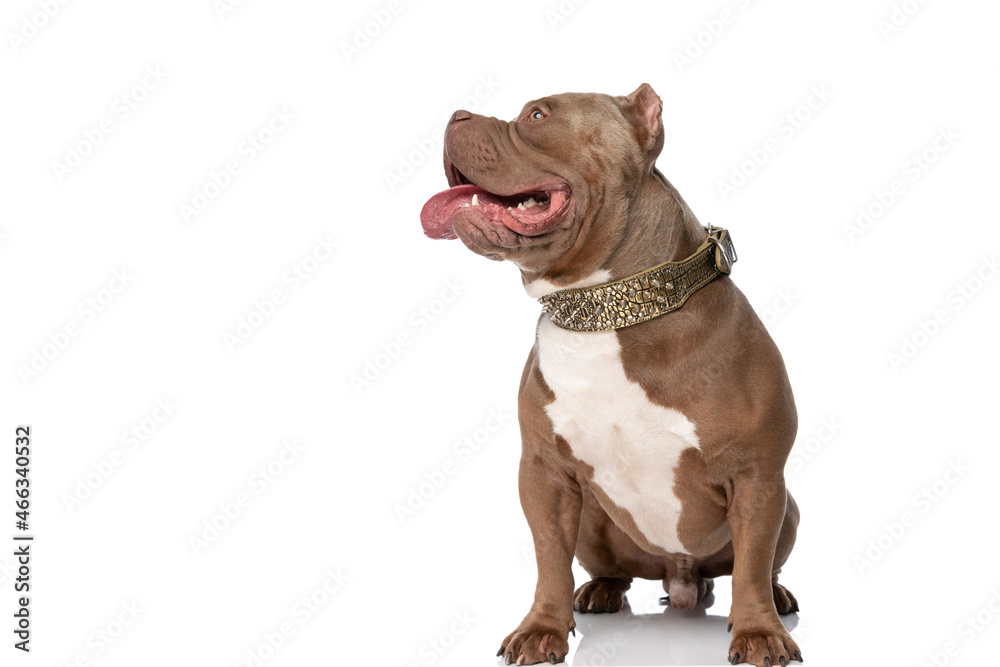 curious american bully dog panting and looking up and side